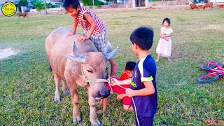 con trâu - nhạc chế parody con trâu - bài hát con trâu - con trâu tôm kiss