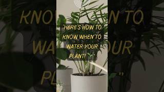 "Stop Overwatering! Here’s How to Know When to Water 🪴🚫💧 #PlantCareMistakes"