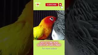 🐦Funny Parrot video #shorts #parrot #funnyvideo