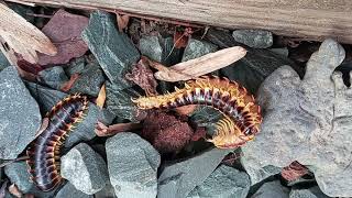 Yellow and Black Flat Millipedes Reproducing