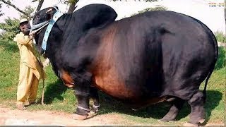 WOW! Amazing Biggest Cow in The World New Agriculture Technologies -2017