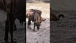 zoo #animals #animallover #animal #2023 #shorts #short #shortvideo #shortsvideo #family