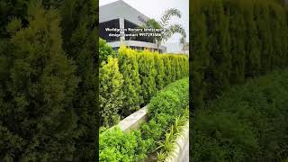 Worldgreen Nursery all kinds of garden plants indoor&outdoor are available Wholesale 9917293586