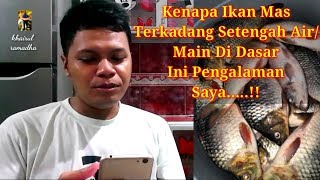 kenapa ikan mas main setengah air ❓ Dan ukuran Main Dasar Atau Main Gantung‼️ #033