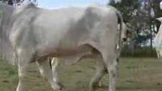 Australia's first cloned Brahman cow turns six months