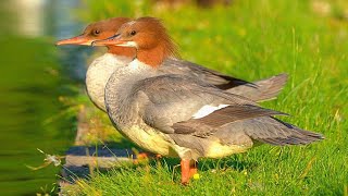 Two Goosander Duck Females Taking in the Sun by the Moat Pond [4K] Common Mergansers