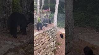 A bear family took my bird feeder!! #bear #wildlife #shorts