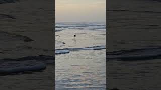 Red egret stalking the shoreline  hunting #natureinspired #birdsofprey