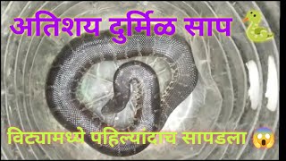 विट्यामध्ये पहिल्यांदाच सापडला हा अतिशय दुर्मिळ साप 🐍|Very Rare Snake Found In The Vita.