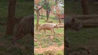 Rajiv Gandhi international Zoo park 🏞️# City of destiny VIZAG # Earth on incredible 🌍#.