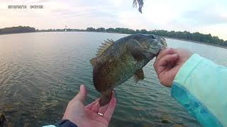 Norwalk Smallie