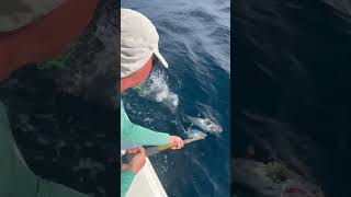 #fishing #tuna #fish #fishingvideo #tunafishing #yellowfintuna #mahi #bass