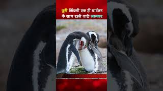 पूरी जिंदगी एक ही पार्टनर के साथ रहने वाले जानवर #shorts #aonenewstv #animals