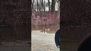 Ducks Enjoying the Flooded Backyard 🦆