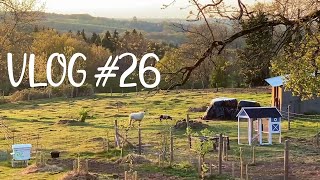 Vlog #26 - Quelques nouvelles des plantations et des animaux !