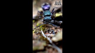 AwA Critter Clip: Ant or Wasp? It's a Wasp! #Shorts