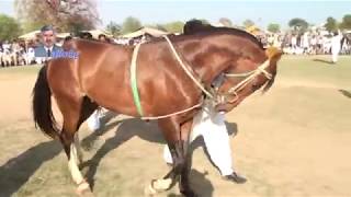 Best horse dance in pakistan No.41