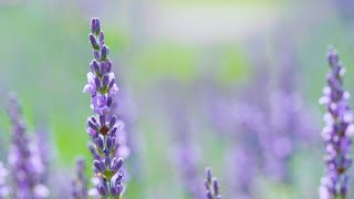 6 Tips For Pruning Lavender (The Right Way)| The Spruce #HowToPruneLavender