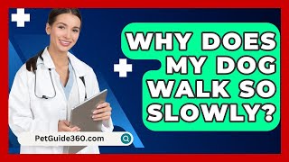 Why Does My Dog Walk So Slowly? - PetGuide360.com