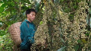 Harvesting forest fruits to sell - Gardening and growing vegetables | Triệu Văn Tính