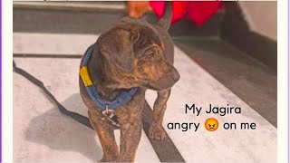 #funny #youtubeshorts #chotu #funnyshorts #shorts🐕‍🦺🐕‍🦺 DOG BARKING 😡🐕‍🦺🐕