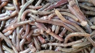 Worm Grunting for Fishing, Gardening, and Composting.