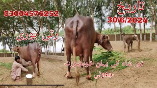 Noor shah ki phelan khubsurat jhoti For Sale Okara Animal TV 30/6/2024