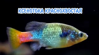 КСЕНОТОКА КРАСНОХВОСТАЯ. ЖИВОРОДЯЩАЯ АКВАРИУМНАЯ РЫБКА.