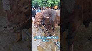 Sapi Potong ,Pasar sapi tuban #sapi #pasarsapi #pasarsapituban #sapijumbo