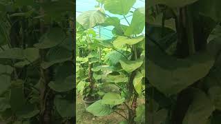 Unclock the secrets of money plants, lucky plant #shorts