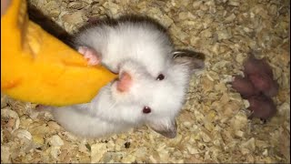 Mother Hamster🐹 hungry ,eating pumpkin and string beans