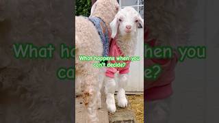 BABY GOATS in JUMPERS figuring out SEESAW ❤️🐐 #shorts #animals #babygoats