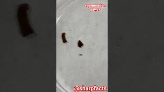 planaria regeneration #regeneration #planaria #biology #zoology #ytshorts #ytshort #youtubeshorts