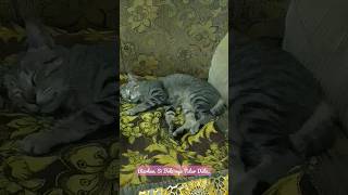 #Kucing#Biarkan, Dia Tidur Nyenyak..