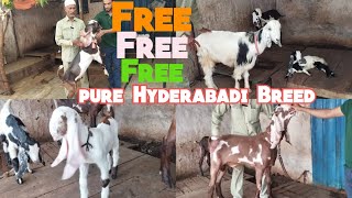 Pure Hyderabadi Breed Bakriya | Noori Shah Bandlaguda | Hyderabad