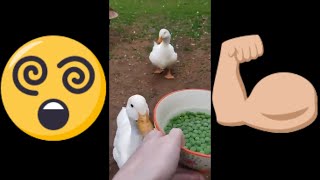 I DEFINITELY DID NOT KNOW DUCKS LIKE PEAS THIS MUCH 🌎😨