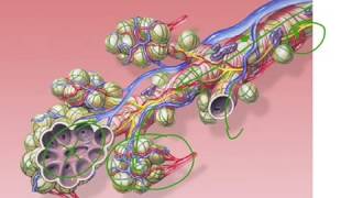 Physiologie simplifiée du système respiratoire