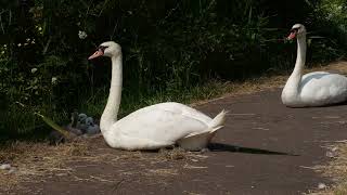 swans with its young pentwyn lake 2023