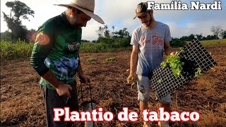 Plantando fumo (tabaco). Douglas veio me ajudar a plantar a nossa lavourinha de fumo. Tabaco, fumo.