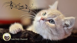 Cat Music - Soothing Sleeping Music + Nature Sounds, Deep Relaxation, Stress Relief