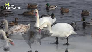 Лебеди на Днепре в Киеве 🦢