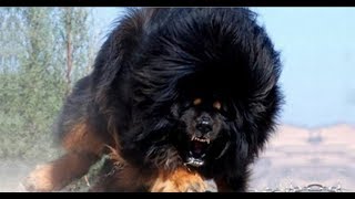 PERIGO  9 CÃES MAIS BRABOS  DO MUNDO!  THE 9 MOST DANGEROUS DOGS ON THE PLANET