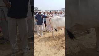 तिनो लोकन से न्यारी राधे रानी हमारी।Radhe Radhe । Radha Rani ।All india winner cow