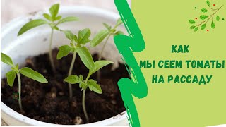 🌿🍅Как мы сеем томаты на рассаду Посев томатов на рассаду