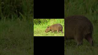 Capybara calm #shorts #animals #youtubeshorts