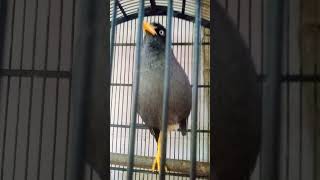 Jalak kebo bisa menirukan suara kucing dan bisa ngomong | #cat sounding bird #shorts