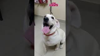 Cute and funny  🐕#Juno #labrador #trending #bangalore #shorts #shortvideo #doglover #dogshorts #dogs