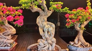 2/8 Phôi Hoa Giấy Giá Thanh Lý / Tuấn Bonsai LH 0378506569