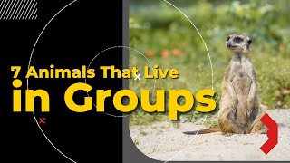 7 ANIMALS THAT LIVE IN GROUPS