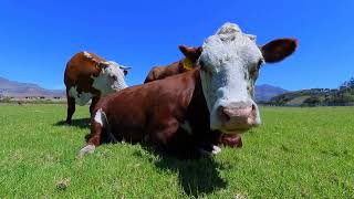 Can Cows Sense Fear?